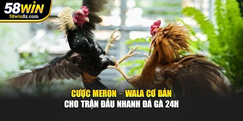 Cược Meron – Wala cơ bản cho trận đấu nhanh đá gà 24h