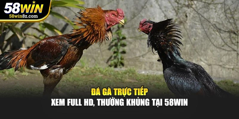 Đá Gà Trực Tiếp – Xem Full Hd, Thưởng Khủng Tại 58win