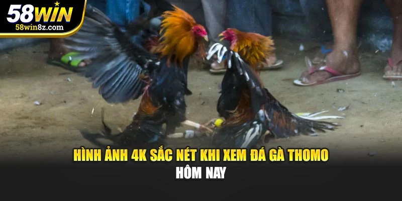 Hình ảnh 4K sắc nét khi xem đá gà Thomo hôm nay