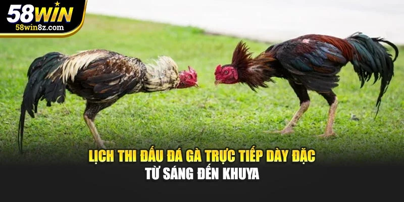 Lịch thi đấu đá gà trực tiếp dày đặc từ sáng đến khuya