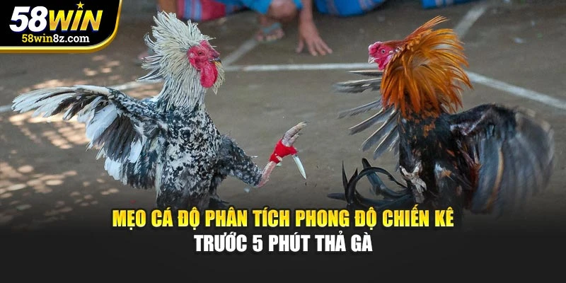 Mẹo cá độ phân tích phong độ chiến kê trước 5 phút thả gà