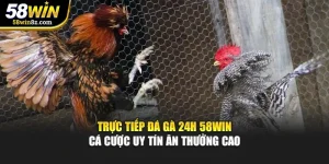 Trực Tiếp Đá Gà 24h 58WIN – Cá Cược Uy Tín Ăn Thưởng Cao