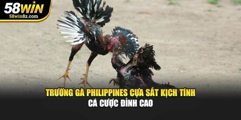 Trường gà Philippines cựa sắt kịch tính cá cược đỉnh cao