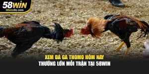 Xem đá gà Thomo hôm nay – Thưởng lớn chi tiết mỗi trận tại 58WIN